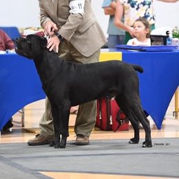 Cane Corso and Lagotti Romagnoli from El Dorado Cane Corso
