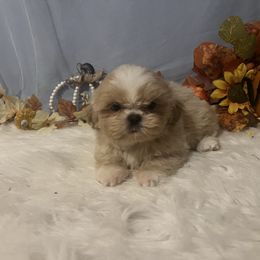 Boy 4 - Cream and white male Shih Tzu puppy in Tenino, Washington from Fantasy Realm Shih Tzus
