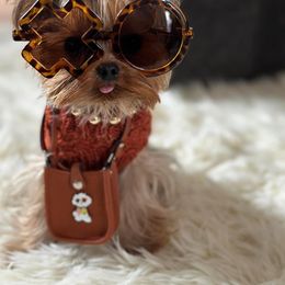 Yorkshire Terrier All Grown Up from Blueberry Brook