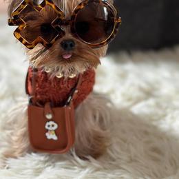 Yorkshire Terrier All Grown Up from Blueberry Brook