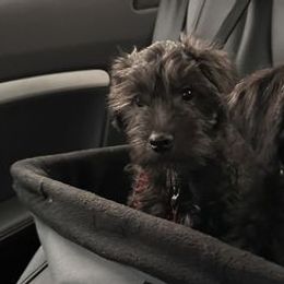 Miniature Schnauzers from Schnazzy Schnauzers