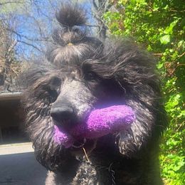 Poodle puppies from Floyd B Poodle
