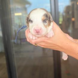 Blitz - Blue merle male Australian Shepherd puppy in Jacksonville, Florida from Autumn's Aussies