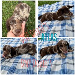 Boy2 - Dapple male Dachshund puppy in Rushsylvania, Ohio from DNP Doxies
