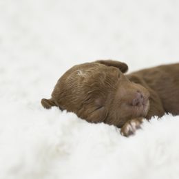 Goldendoodles from Puppy Vale