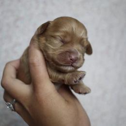Cockapoo Puppies from Darling Doodles