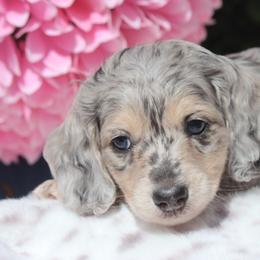 Milo - Dapple male Dachshund puppy in Woodbine, Georgia from Bowdachs Cream Pies