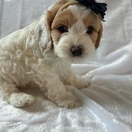 Rosalina - Red and white female Cockapoo puppy in Adrian, Oregon from ApplebyFarm