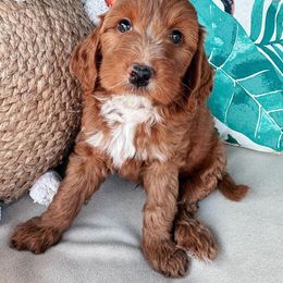 Goldendoodle Puppies from Halo Doodles