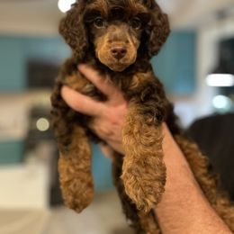 Poodle Puppies from Grandy’s Pretty Poodles
