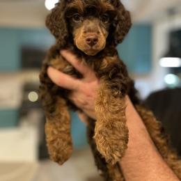 Poodle Puppies from Grandy’s Pretty Poodles
