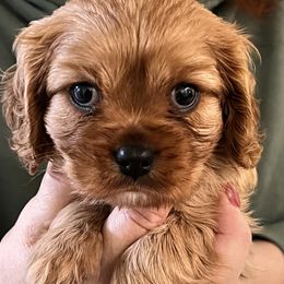 Cavalier King Charles Spaniel Puppies from Eastwick Paws Cavaliers