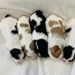 Bernedoodles, Cavapoos, and Goldendoodles from Utah Mountain Doodles