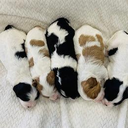 Bernedoodles, Cavapoos, and Goldendoodles from Utah Mountain Doodles