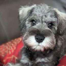 Miniature Schnauzers from HuntRidge