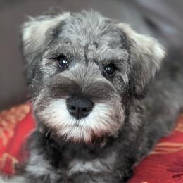 Miniature Schnauzers from HuntRidge