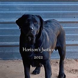JUSTICE - Labrador Retriever