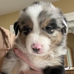 Maverick- Blue - Blue merle male Australian Shepherd puppy in Hayward, California from Grissom’s Aussies