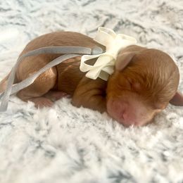 KOLACH - Red  male Goldendoodle puppy in Houston, Texas from Pia’s Doodle Poodle Wag