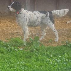 Lady - English Setter