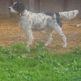 Lady - English Setter