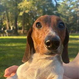 Odie - Dachshund