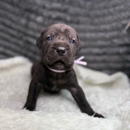 Wednesday - Black female Cane Corso puppy in Russellville, Missouri from Soaring Royalty Canines LLC