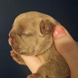 Vixie - Fawn female French Bulldog puppy in Tonawanda, New York from Vivante French Bulldogs