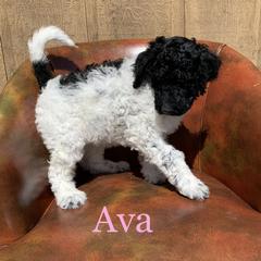 Double Doodle, Goldendoodle, and Pyredoodle Puppies from Little Muddy Doodles