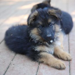 German Shepherd Puppies from H German Shepherds
