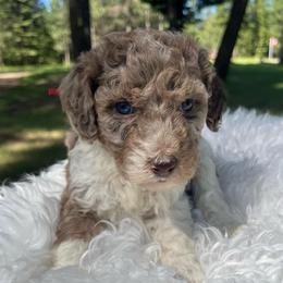 Maple red collar - Red merle female Aussiedoodle puppy in Clarkston, Washington from Doodle & Poodle Palace