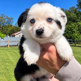 Honey - Black tri female Miniature Australian Shepherd puppy in Pinnacle, North Carolina from Higher Elevations Mini Aussies