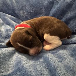 Red - Liver and white female English Springer Spaniel puppy in Williston, Florida from Bizzy Farms English Springer Spaniels