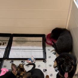 German Shepherd Puppies from Devon Rugerio's German Shepherds