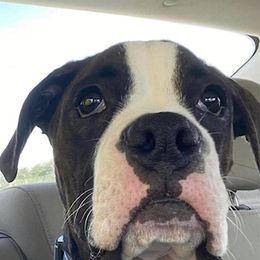 Boxer Puppies from Starlight Boxer Corner