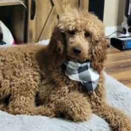 Rose - Poodle