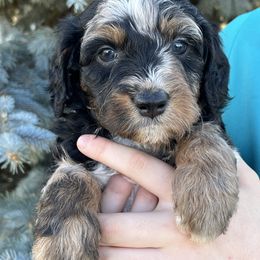Ashlynn - Merle female Bernedoodle puppy in Caldwell, Idaho from Treasure Valley Poodles