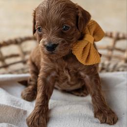 Gumbo - Red  male Goldendoodle puppy in Riverton, Mississippi from Utah Doodlebug