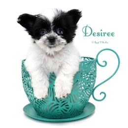 Desiree - Black female Mi-Ki puppy in Elizabeth, Colorado from Royal T Mi-Kis