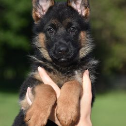 Lilith - Black and red female German Shepherd puppy in Azle, Texas from Nuckol's Canines German Shepherds