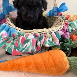 Star - Black female Poodle puppy in Kidder, South Dakota from Continental Cavaliers