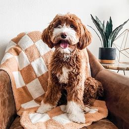 Penny - Goldendoodle