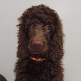 Reo - Poodle puppy from Taya's Pups