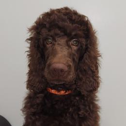 Reo - Poodle puppy from Taya's Pups