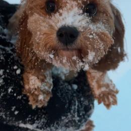 Cavapoo All Grown Up from Horton & Co. Cavapoos