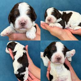 Vince - Brown and white male Cockapoo puppy in Yuciapa, California from AlltheDoodlez_