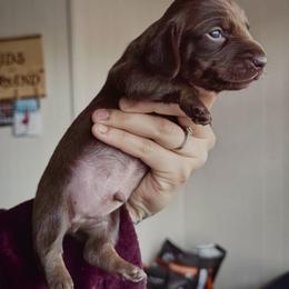 Echo - Chocolate male Dachshund puppy in Augusta, Georgia from Cherokee Hill Dachshunds