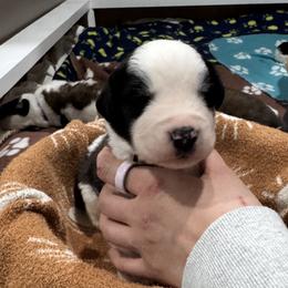 Boy 5 - male Saint Bernard puppy in Paramount Long Meadow, Maryland from M&R SKYHAVEN SAINTS