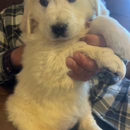 Aurora - Light golden female Golden Retriever puppy in Concho, Arizona from Red Sky Ranch
