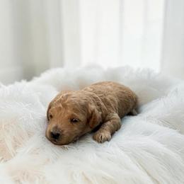 Butters - Apricot male Maltipoo puppy in St. George, Utah from Winchester Hills Poodles and Doodles